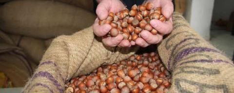 “FINDIK 30 TL’YE DÜŞTÜ!”