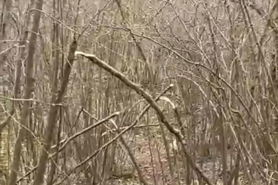 FINDIK BAHÇELERİNE SALDIRI!