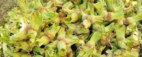 FINDIK 180 TL’YE DÜŞTÜ!