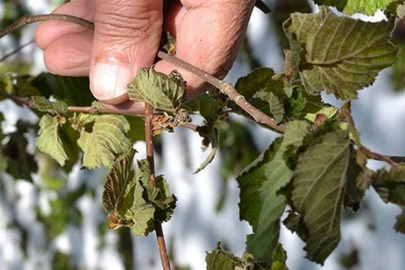 TARSİM’DE YENİ DÖNEM!