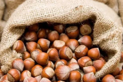 FINDIK FİYATLARI ÇAKILDI!