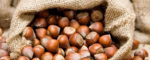 FINDIK FİYATLARI ÇAKILDI!