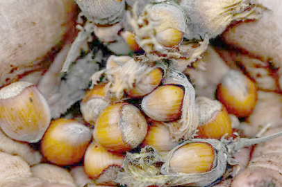 “GÖZ YUMMAYIZ!”