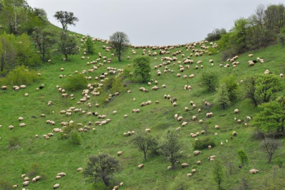 KÜÇÜKBAŞ HAYVANCILIĞA 2026 DESTEĞİ BAŞLADI