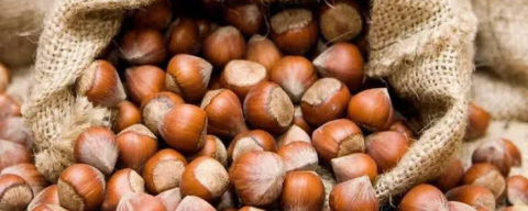 FINDIK İHRACATINDA SERT DÜŞÜŞ