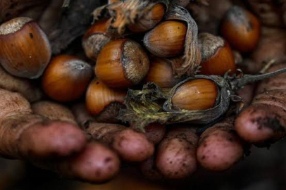 “FINDIKTA OYUN BOZULMALI”