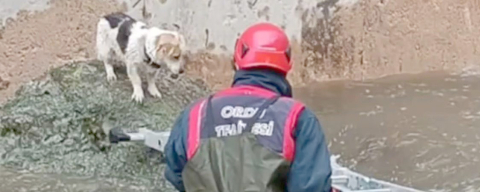 ÇAYIN ORTASINDA MAHSUR KALAN KÖPEĞİ İTFAİYE EKİPLERİ KURTARDI 