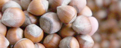 FINDIK ÜRETİCİSİ AYAKTA!