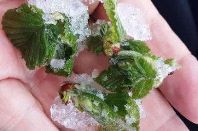 ORDU’YA ZİRAİ DON UYARISI!