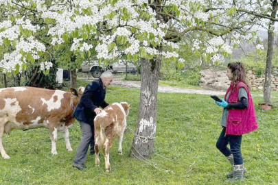 AŞILAMA ÇALIŞMALARI SÜRÜYOR