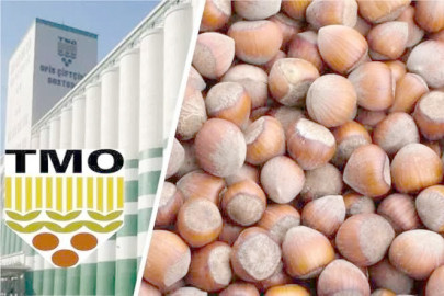 FINDIKTA GÖZLER TMO’DA!