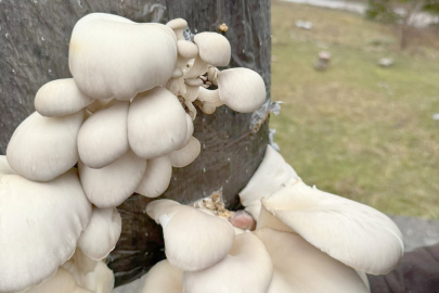 MANTAR ÜRETİMİNDE İLK HASAT SEVİNCİ