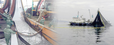 DENİZLERDE 15 NİSAN’DA GENEL AV YASAĞI BAŞLIYOR