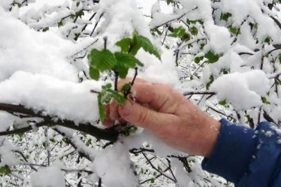 ZİRAİ DON GÖLKÖY’Ü VURDU