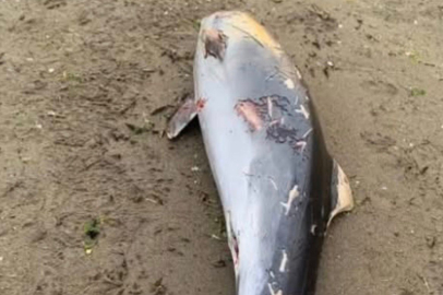 YARALI YUNUS KIYIYA VURDU