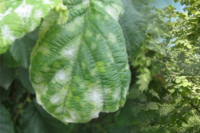 FINDIK ÜRETİCİLERİNE KÜLLEME HASTALIĞI UYARISI YAPILDI