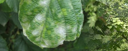 FINDIK ÜRETİCİLERİNE KÜLLEME HASTALIĞI UYARISI YAPILDI