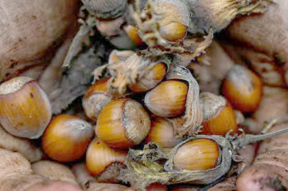 “FINDIKTA OYUNA  MÜSAADE ETMEYECEĞİZ!”