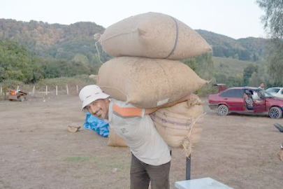 FINDIKTA YAPRAK KIPIRDAMIYOR