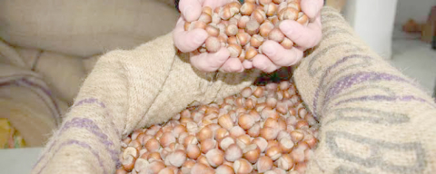 FINDIKTA YAPRAK KIPIRDAMIYOR