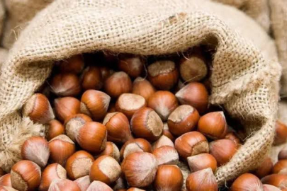 FINDIKTA DENGELER ALTÜST OLDU