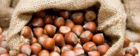 FINDIKTA DENGELER ALTÜST OLDU