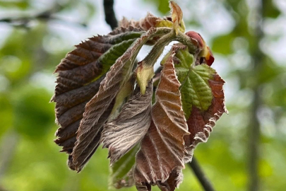 ZİRAİ DON FATSA’DA FINDIK BAHÇELERİNİ VURDU