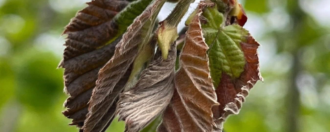ZİRAİ DON FATSA’DA FINDIK BAHÇELERİNİ VURDU