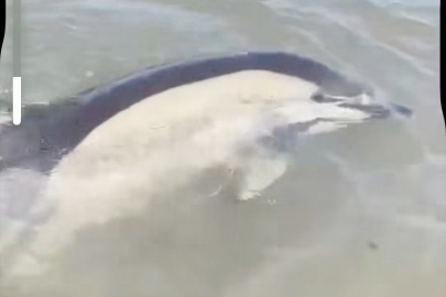 KIYIYA YAKLAŞAN YUNUS  TEKRAR DENİZE YÖNLENDİRİLDİ