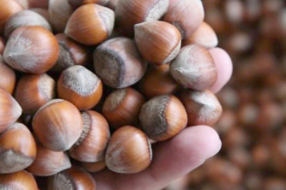 “MADENE DEĞİL, FINDIĞA DESTEK VERİN!”