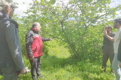 FINDIKTA DAL KURUMASININ NEDENİ BELLİ OLDU!