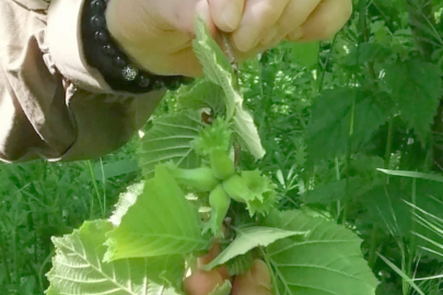 FINDIK ZARARLILARINA KARŞI SAHADA YOĞUN MESAİ