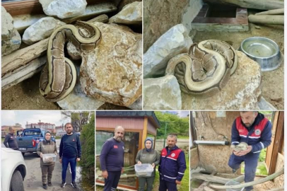 ORDU’DA PİTON YILANI ELE GEÇİRİLDİ
