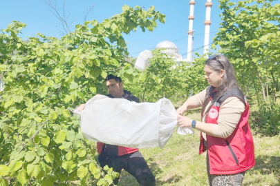 KOKARCAYA KARŞI FINDIKTA KRİTİK HAMLE