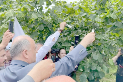 KOKARCAYA KARŞI 275 BİN SAMURAY ARISI SALINDI!