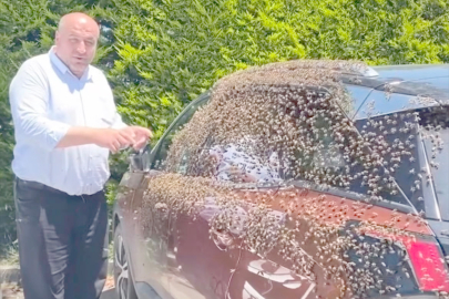 ARILARIN YENİ DURAĞI OTOMOBİL OLDU!