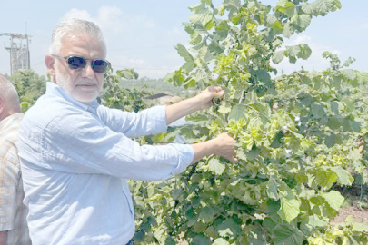 FINDIK HASAT MALZEMELERİNE YÜZDE 100’E VARAN ZAM!